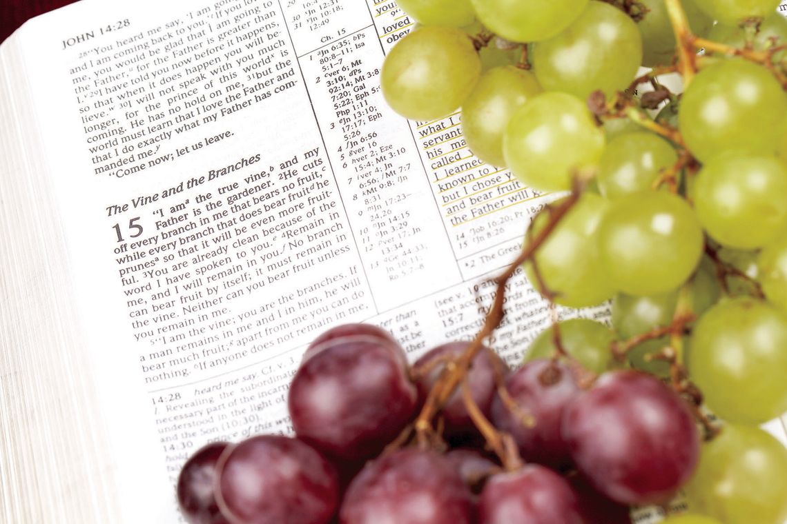 Bearing fruit on the vine