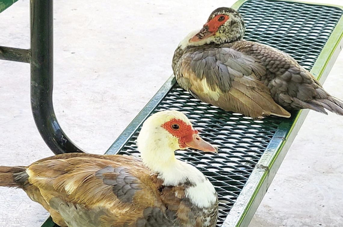 Bill coming due for some Taylor ducks