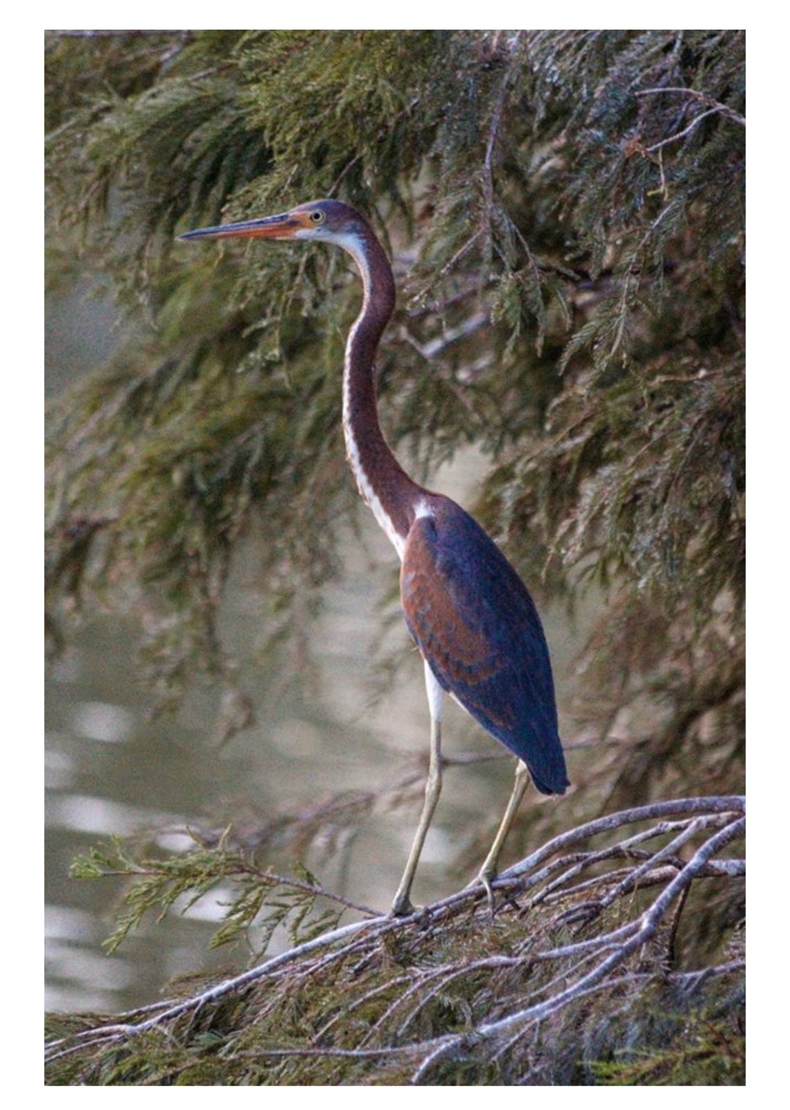 The search for a tri-colored heron came to Taylor recently. Courtesy photo