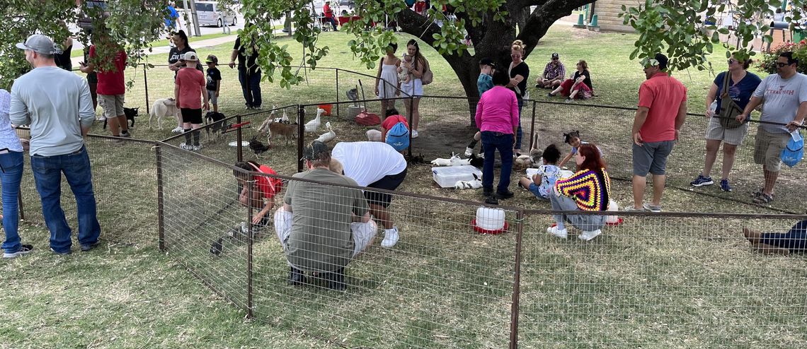 Fry’s Fun Farm brought an assortment of farm animals for a petting zoo at Blackland Prairie Day Saturday, May 6 at Heritage Square, 400 N. Main St. Bunnies laid beside buckets of ice water for a respite on a hot day.