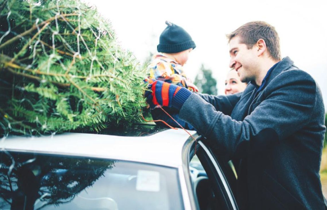 Christmas tree recycling in Hutto