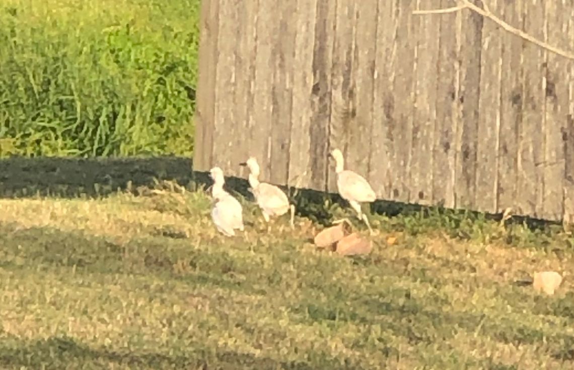 Egrets walk near the CVS Pharmacy at 1609 N. Main Street after this summer’s July 4th fireworks display. Courtesy photo by Emily Holmes