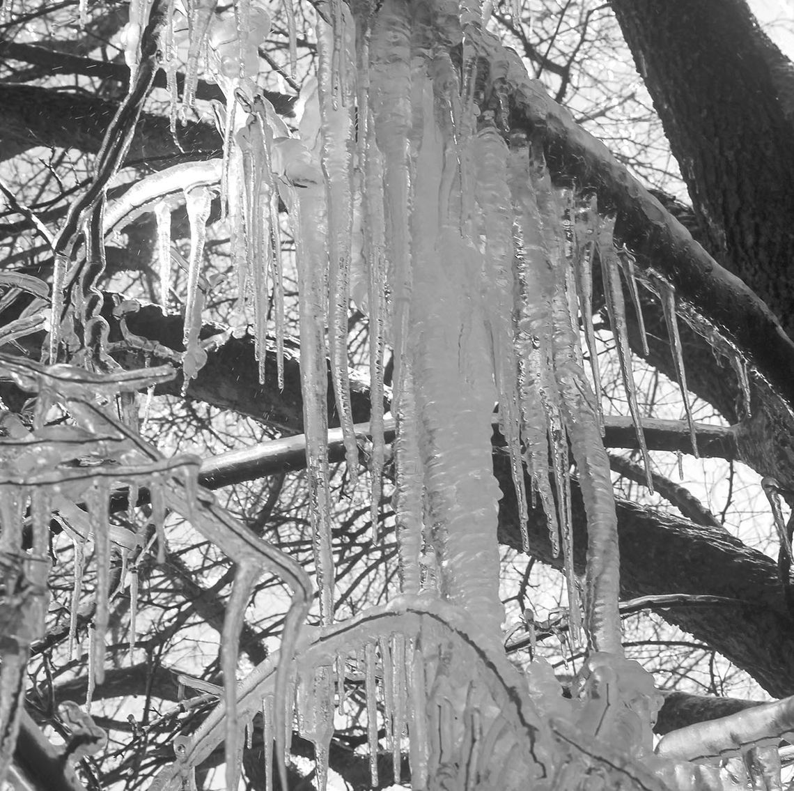 Icicles hang off a tree in February 2021, during Winter Storm Uri, in Taylor. Photo by Fernando Castro