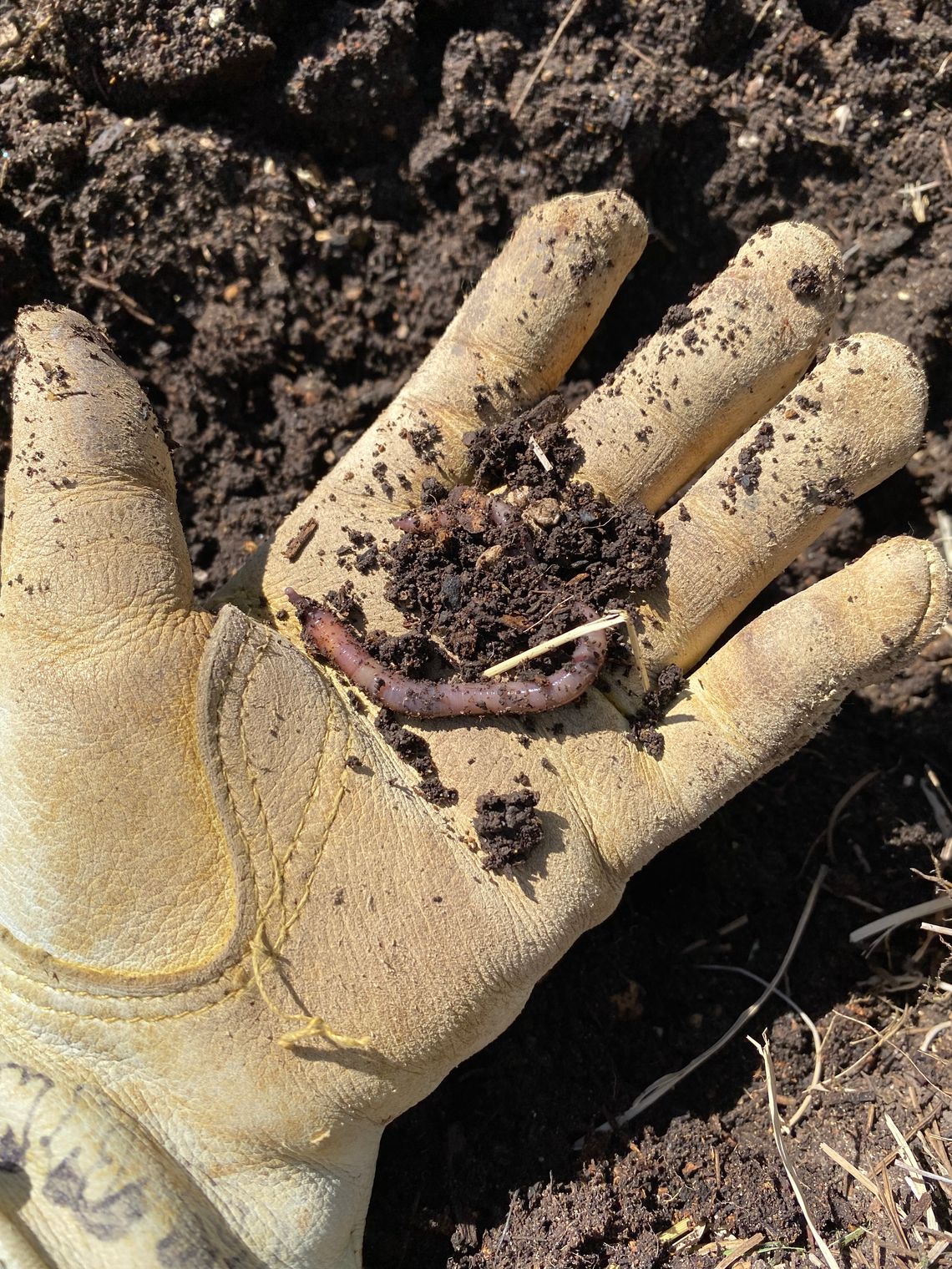 Comc Large, visible creatures like earthworms and microscopic organisms work together to transform yard and kitchen waste into valuable plant nutrients. Julie Rydell