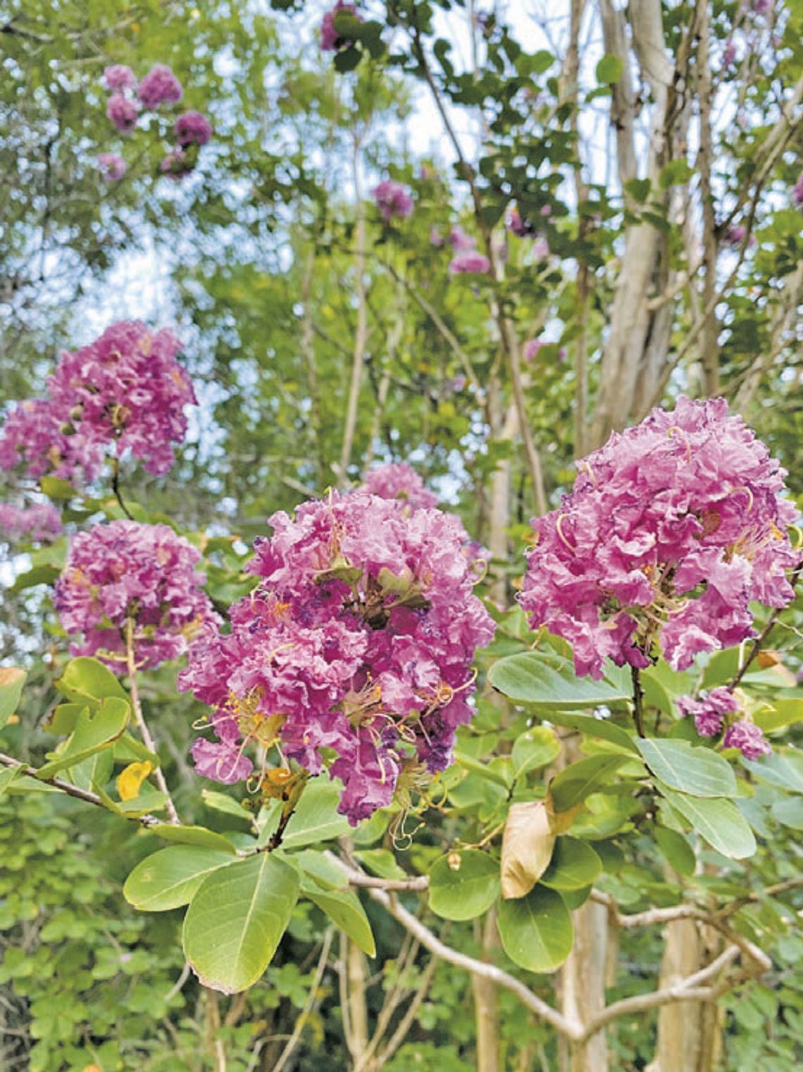 Cooler temperatures, recent rains brings vibrant crape myrtles