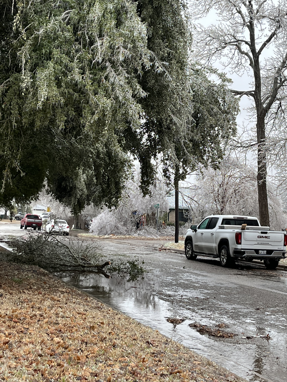 Tree limbs and power lines were down Feb. 1 in Taylor