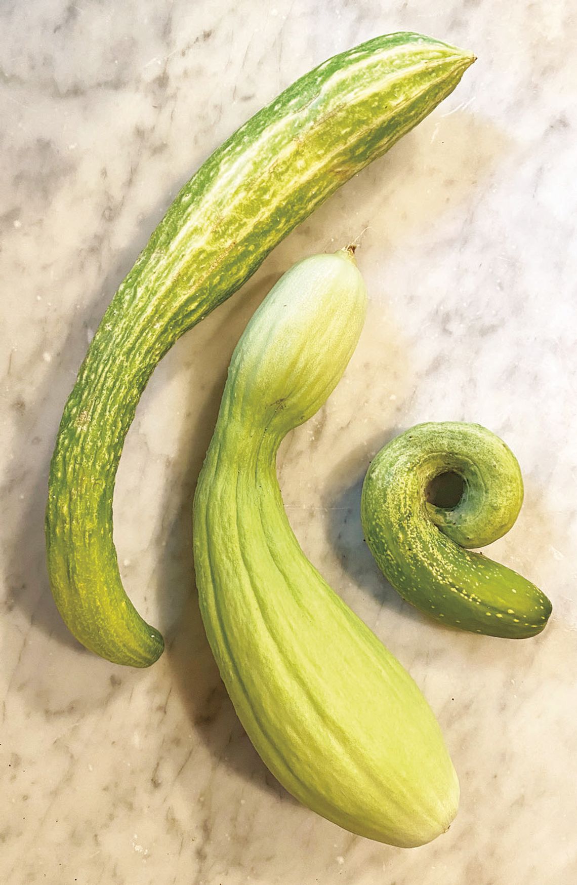 Curls and deformities in cucumbers, melons and squash are caused by partial pollination. Photo courtesy of Julie Rydell