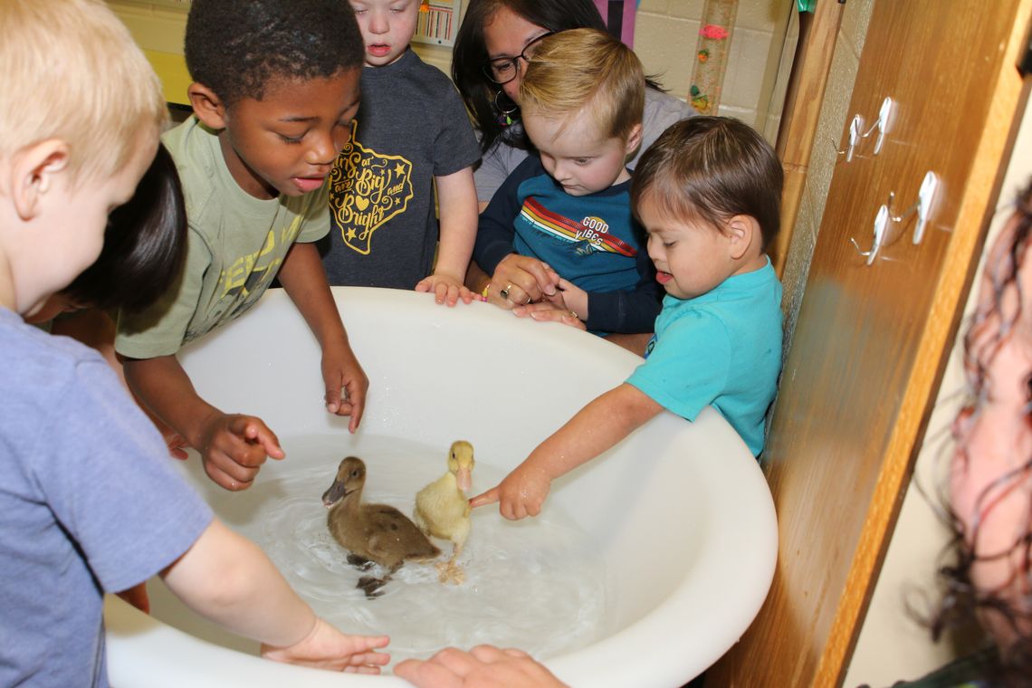 DUCKLINGS VISIT THJ