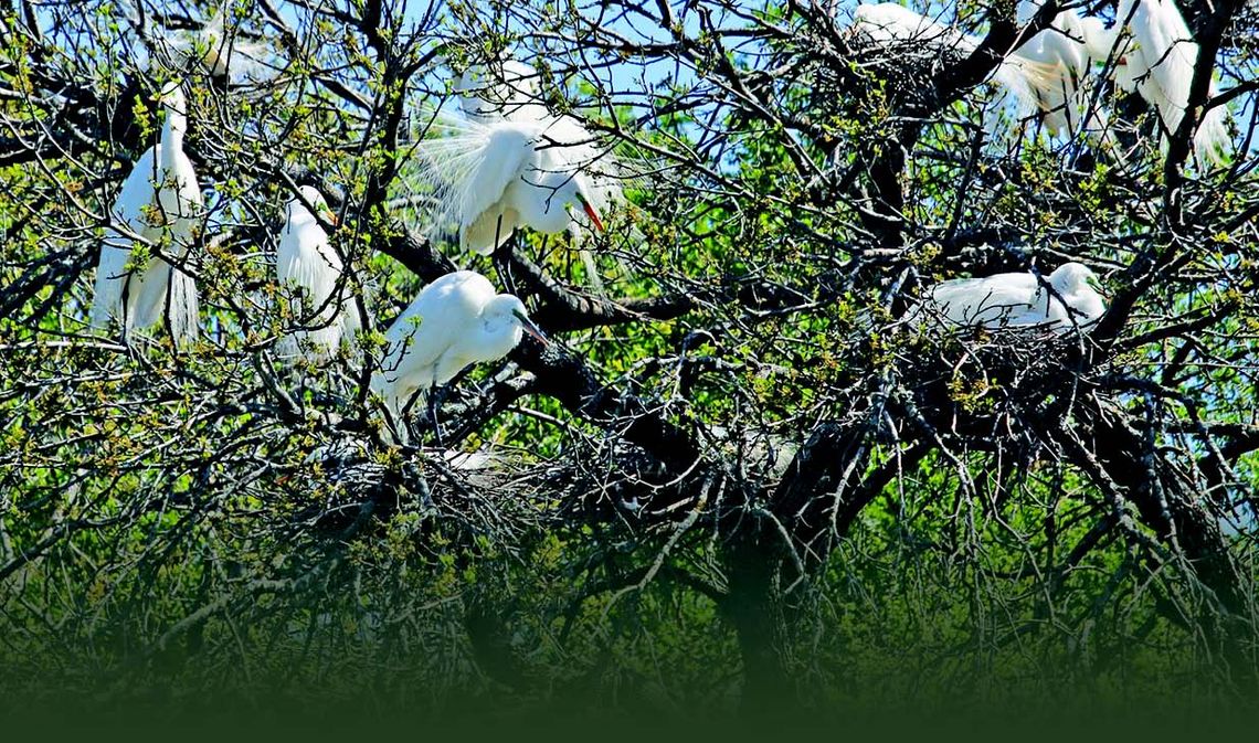 EGRET SCARE