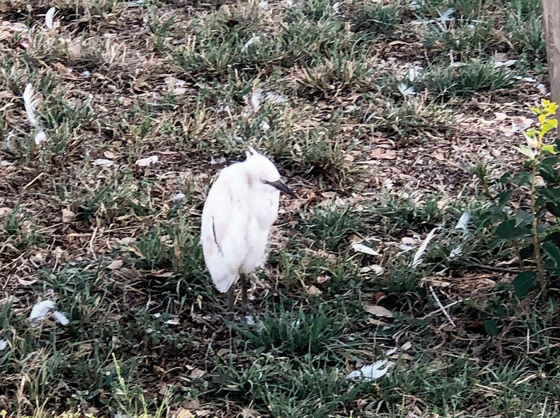 Feathers surround a lone egret after the fireworks display reportedly caused birds to flee their nests. Photo by Emily Holmes