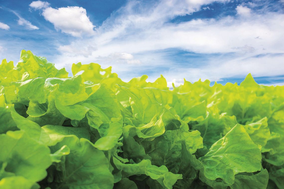 Getting ahead with lettuce