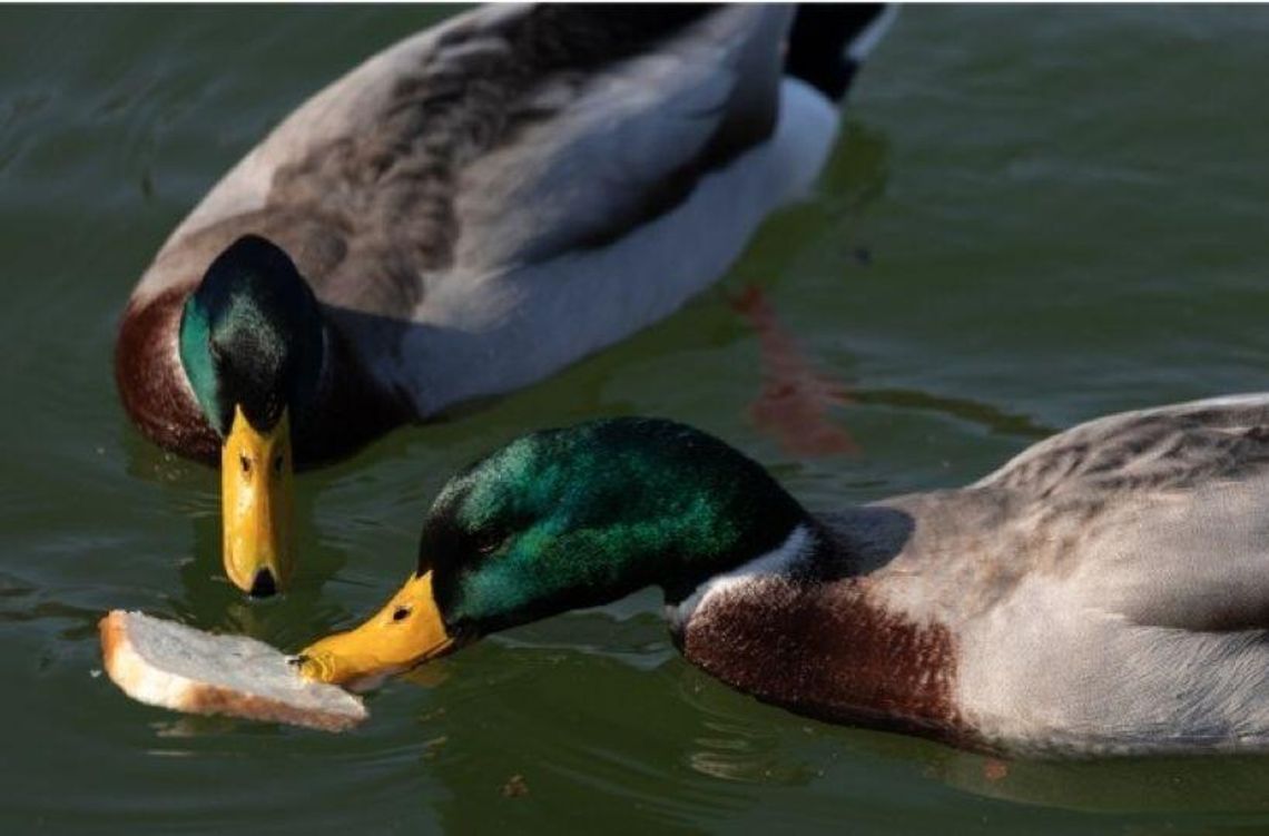 Going ‘quackers’ over Taylor ducks Going ‘quackers’ over Taylor ducks