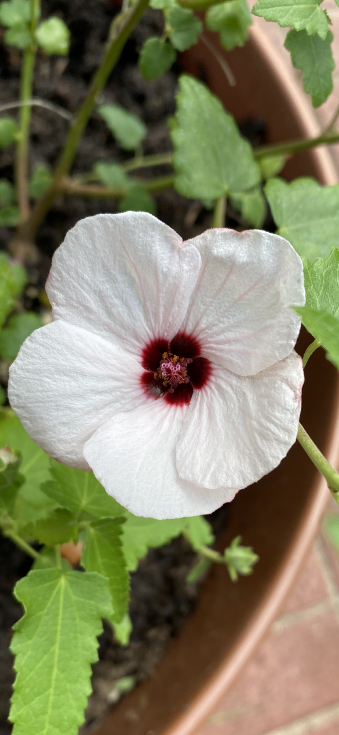 Heat loving mallows including Pale Rock Rose make great drought tolerant additions to Central Texas gardens. Photo by Julie Rydell