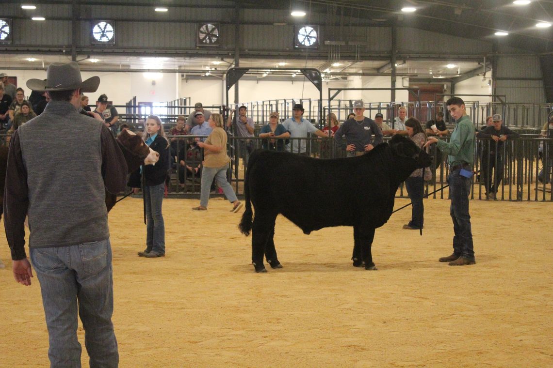 Livestock show expert Skyler Scotten checking the steers to see how well built they are. Photos by Evan Hale