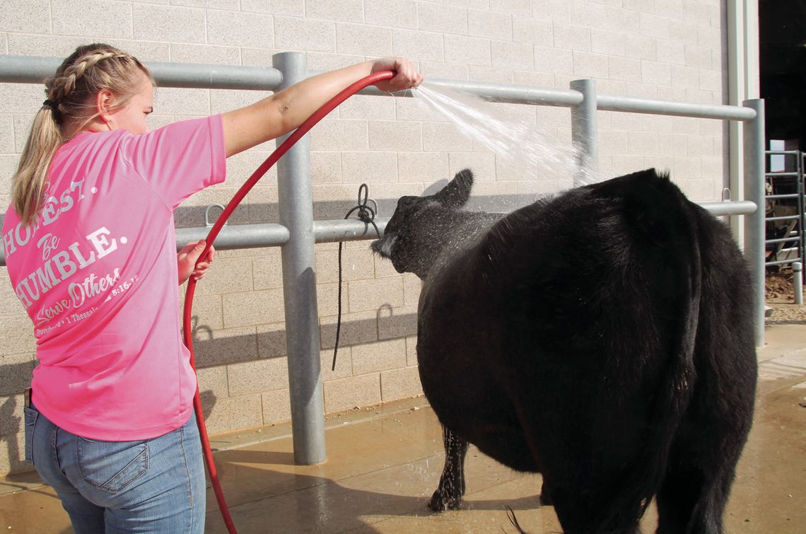 Liberty Hill resident Ellie Hert hoses off her heifer Dec. 7. Hert said the practice helps stimulate hair growth. Photos by Nicole Lessin