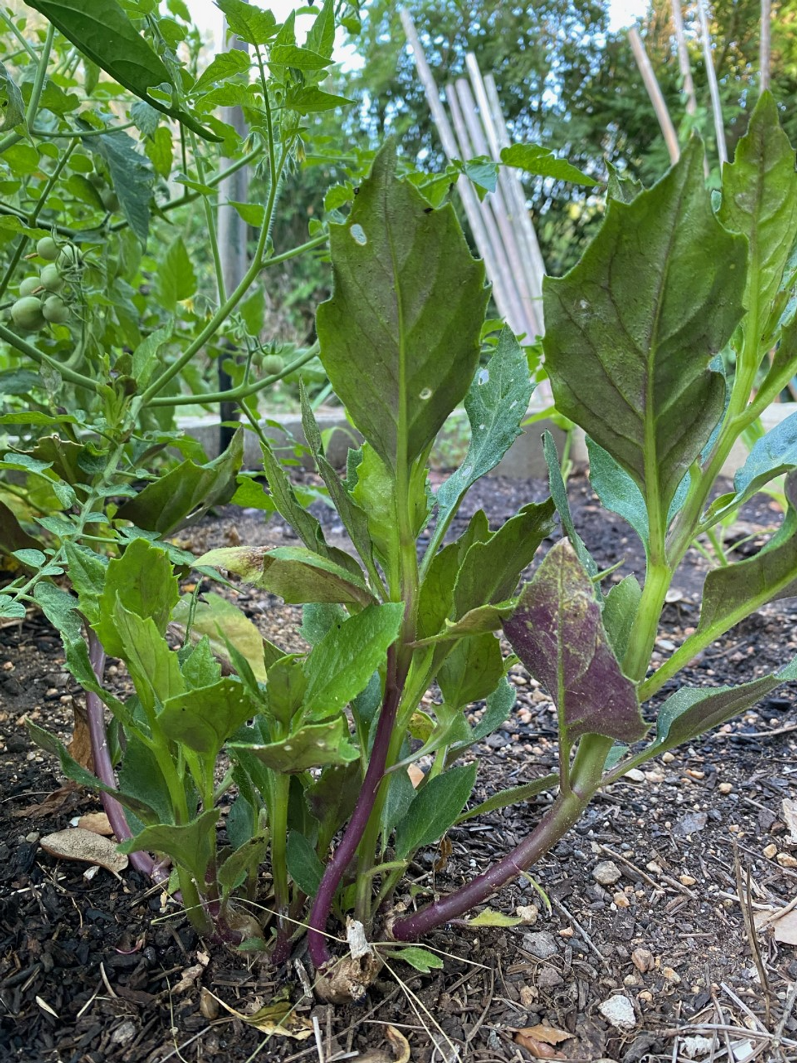 Okinawa spinach is a warm-season green that thrives in the morning sun and afternoon shade. Photo by Julie Rydell