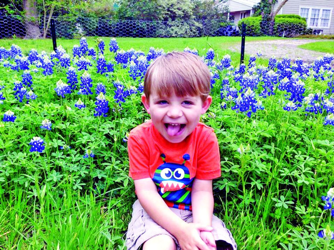 Bluebonnets bloom in the early spring, but need 5-6 months to grow. Plant bluebonnet seeds before Thanksgiving to ensure these Texas natives have time to bloom. August Rydell, 11, sits amid his mother’s bluebonnet garden. Photo by Julie Rydell