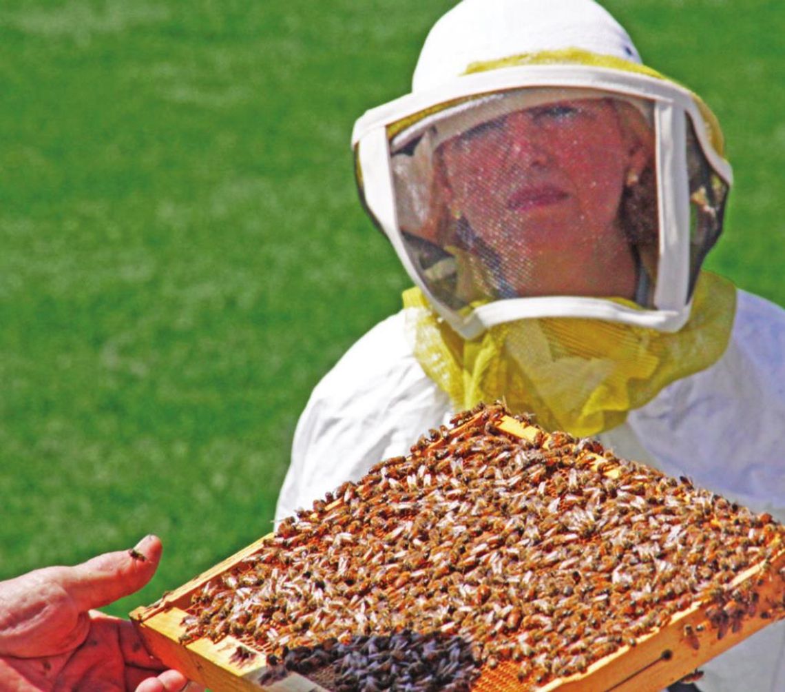 An upcoming beekeeping class will touch on how property taxes factor into the business. Courtesy photo