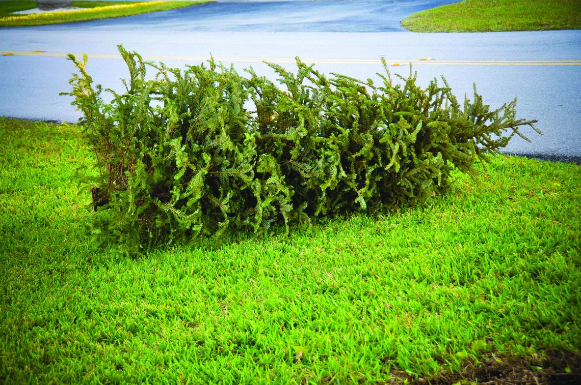 Don’t throw that old tree into a landfill after the holidays. There are plenty of ways to dispose of it that help the environment, according to the Texas A&amp;M Forest Service. Courtesy photo