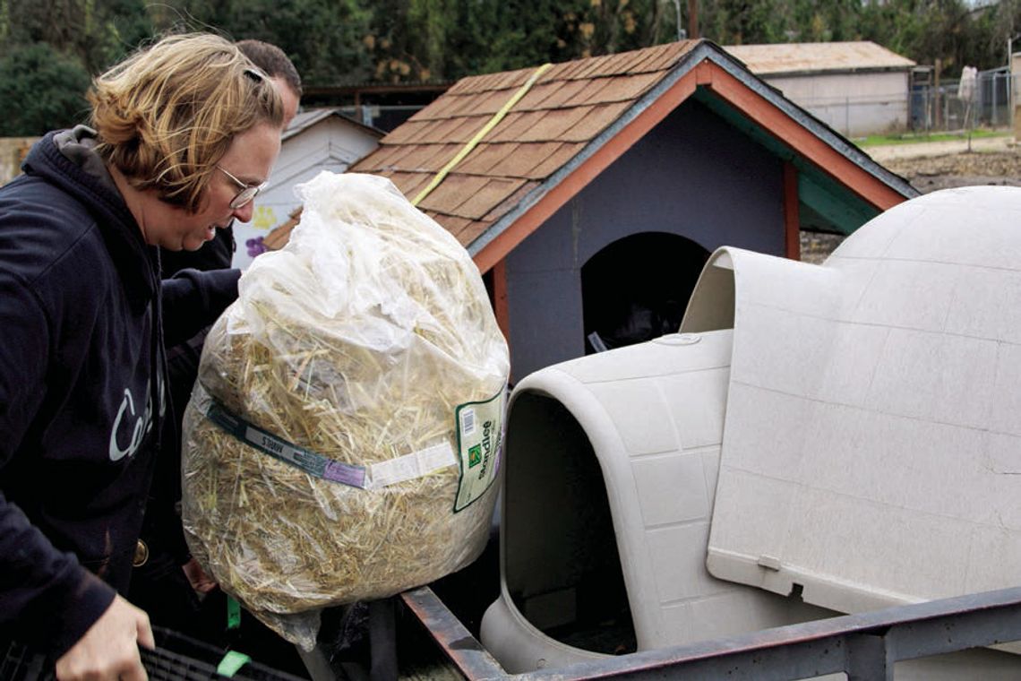 Susan Davis, Taylor lead kennel tech, loads a bag of straw onto a trailer headed to Navasota. Photos by Jason Hennington