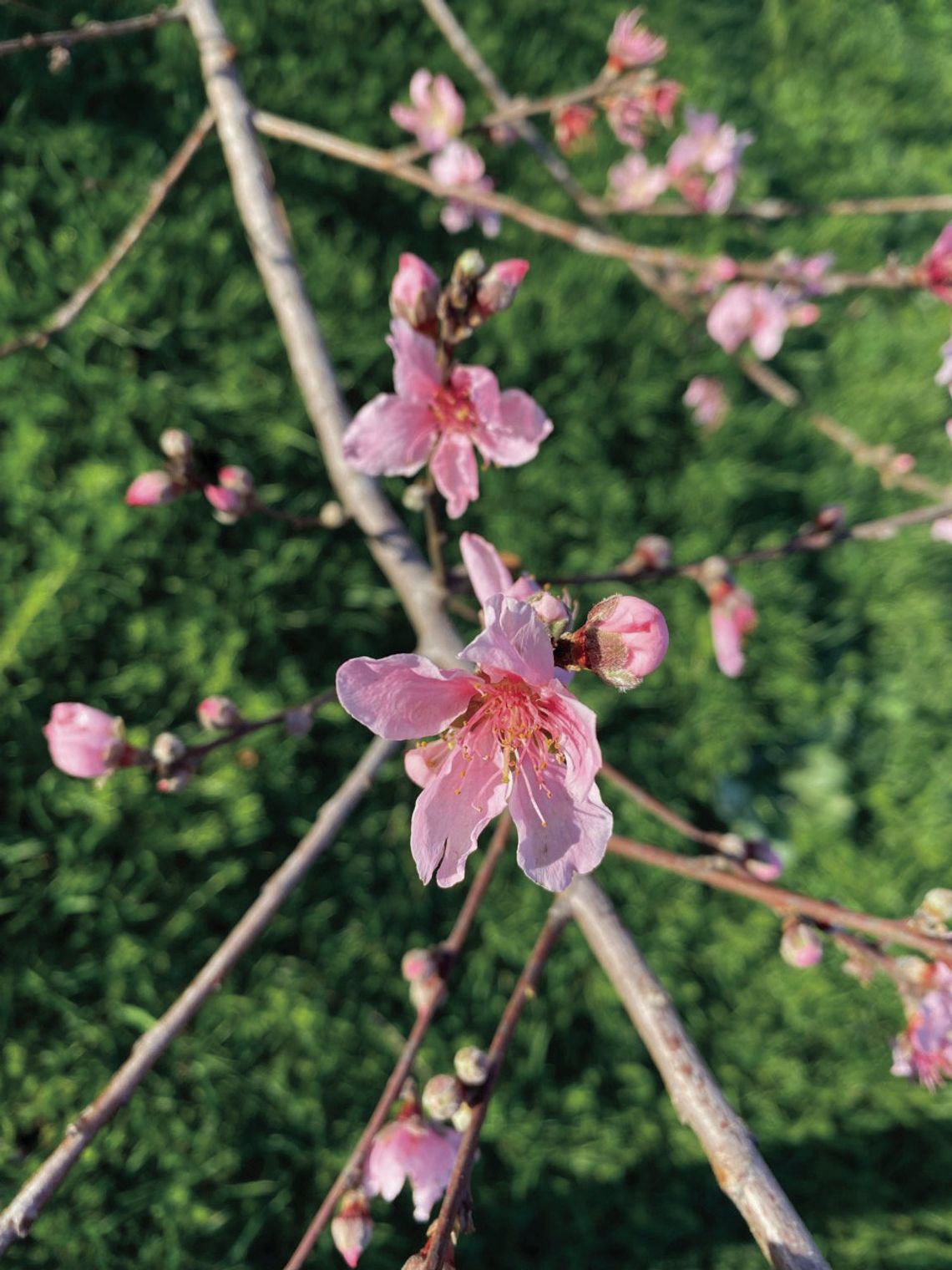 Fruit trees like this peach tree provide year-round interest to your yard adding flower, shade and fruit. March is the ideal time for planting fruit trees in Central Texas. Courtesy photo