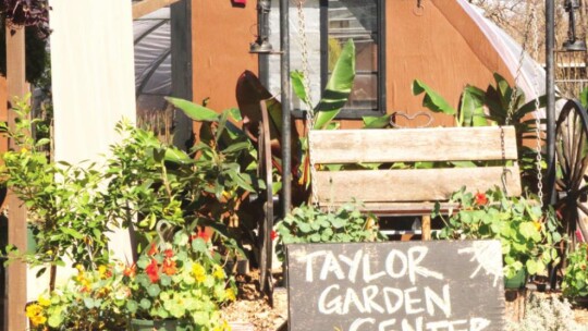 Taylor Garden Center’s old fashioned swing gives customers a backdrop for posting their pictures to social media or relaxing among the plants.