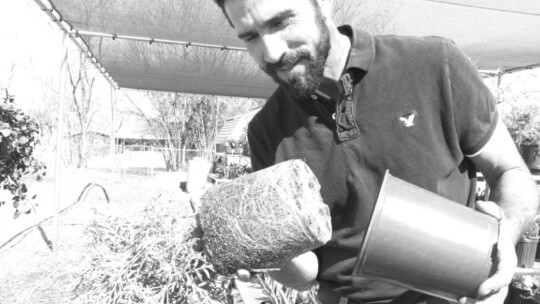 Manager BJ Dach demonstrates the healthy root system of a lavender plant ready to be transplanted. Photos by Edie Zunavich