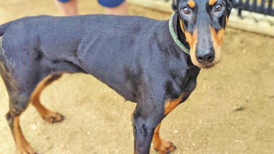 These pups are looking for you to look for them at the Williamson County Regional Animal Shelter.