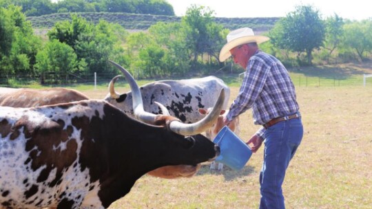 Cattle breeder Edwin Stojanik works with his herd of certified Texas Longhorns. Working cattlemen and cowboys still wear the traditional long-sleeved snap shirt, western hat, denim jeans and boots. This style of clothing protects from the sun, stands up to hard work, is comfortable and req...