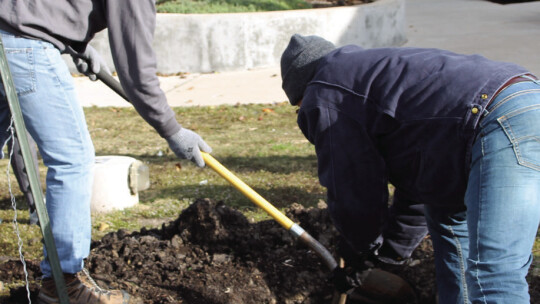 Parks and Recreation Director Tyler Bybee digs a hole for a new tree Nov. 12 alongside tree advisory committee volunteers. Photos by Nicole Lessin