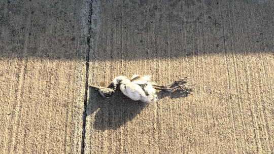 A dead egret lies on the pavement by CVS.