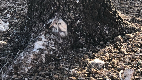 A small egret sits alone by a tree. Courtesy photos by Emily Holmes