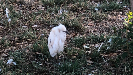 Feathers surround a lone egret after the fireworks display reportedly caused birds to flee their nests.