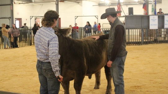 Skyler Scotten giving his rankings of the steers while the students look on.