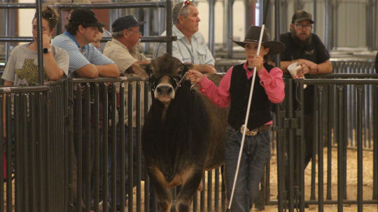 T.J. Kirchner, of Thrall FFA, leads one of his steer out to be judged at the Williamson County Livestock Show in Taylor.