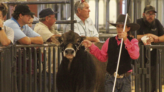 The animals are out. Find out results of the Williamson County Livestock Show on page 14.