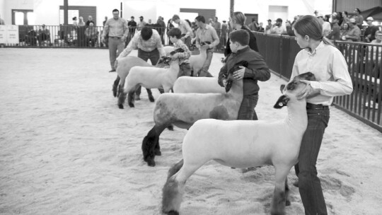 Youth exhibit their lambs Dec. 5 at the Williamson County Livestock Association Show.