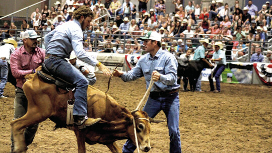 Teams work together to saddle and ride a steer across the finish line in the wild steer saddling competition at the 2022 Taylor Rodeo. Photo by Matt Hooks