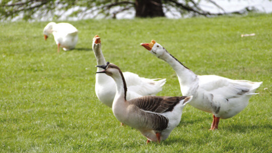 Geese make a ruckus near the lake in Murphy Park March 23. Photo by Nicole Lessin