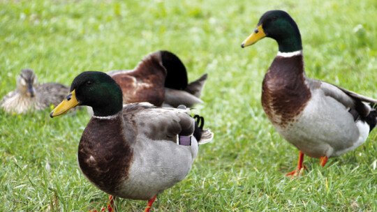 Members of Taylor’s most iconic bird species pose for the camera. Photo by Nicole Lessin