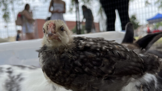 Chickens, baby chicks, rabbits and goats were all available to pet and play with during Blackland Prairie Day.