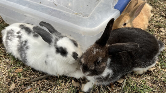 Two rabbits find a spot to relax away from visitors in the petting zoo.