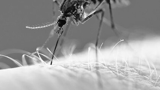 West Nile was found in an infected mosquito in Williamson County earlier this month. File photo