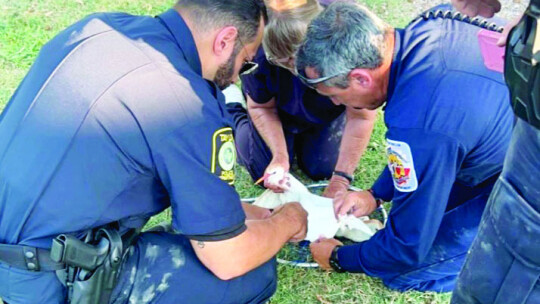 Trio rescue team detangles egret from fishing line on shore. Photo courtesy of Taylor Police Department