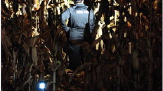 Williamson County Crime Scene Unit member stands in cornfield where body was found. Photo by Larry Pelchat