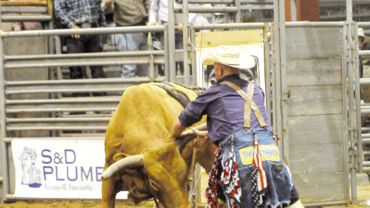 Rodeo clown attempts to restrain bull.